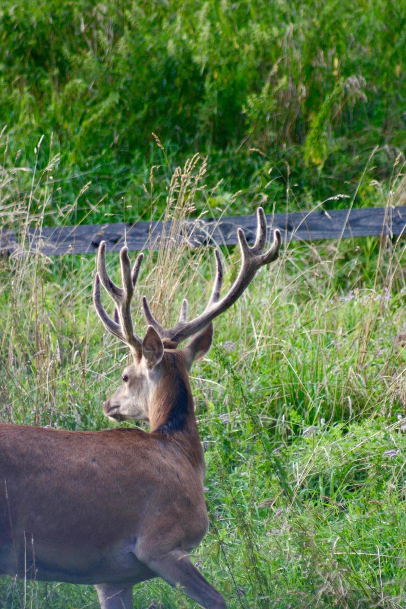 Brown Deer - Z Sauna Na Tarasie, Jacuzzi I Widokiem Na Gory - By Deer Hills Luxury Apartments Kocon Exterior foto