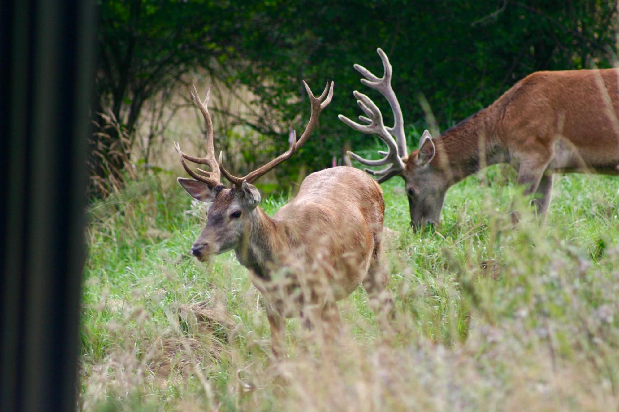 Brown Deer - Z Sauna Na Tarasie, Jacuzzi I Widokiem Na Gory - By Deer Hills Luxury Apartments Kocon Exterior foto