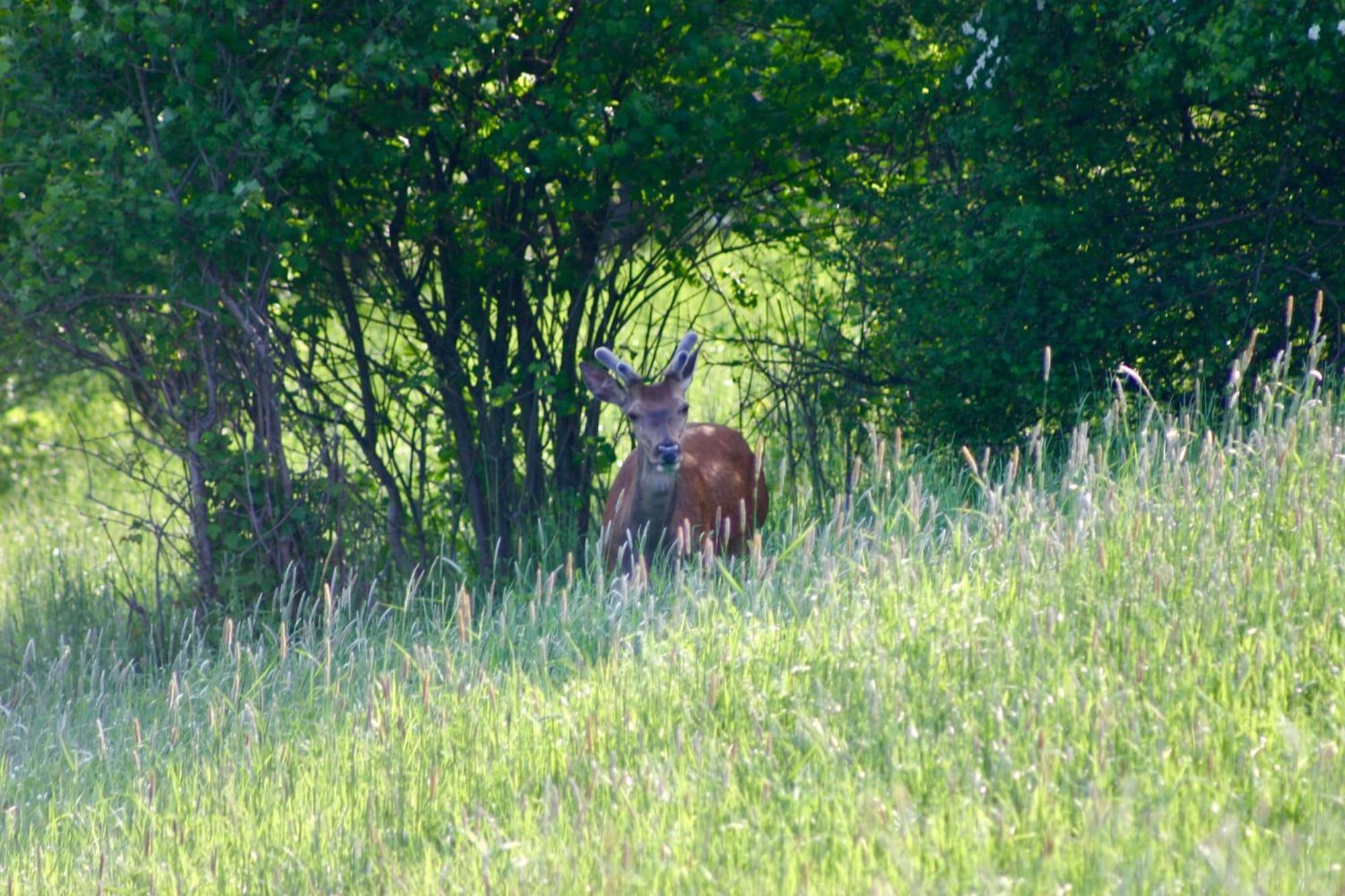 Brown Deer - Z Sauna Na Tarasie, Jacuzzi I Widokiem Na Gory - By Deer Hills Luxury Apartments Kocon Exterior foto